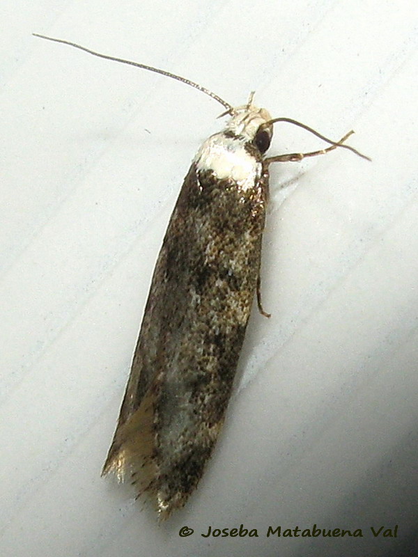 Endrosis sarcitrella - Oecophoridae